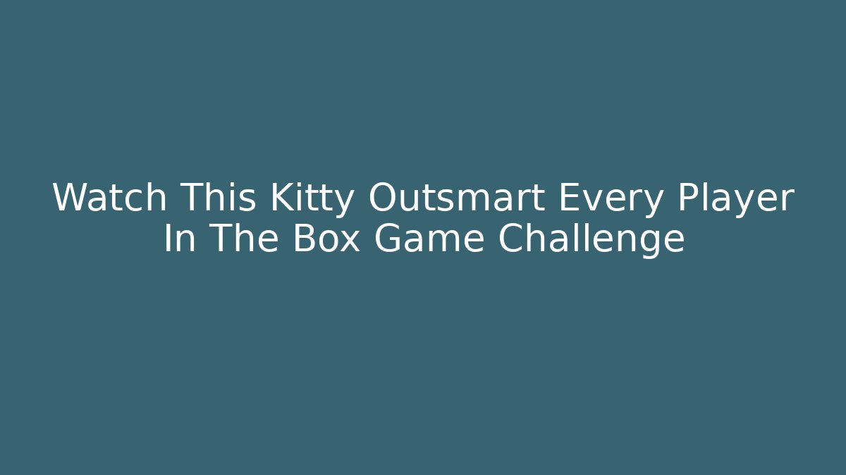 Watch This Kitty Outsmart Every Player In The Box Game Challenge
