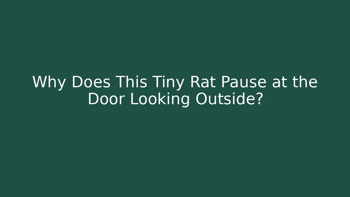 Why Does This Tiny Rat Pause at the Door Looking Outside?